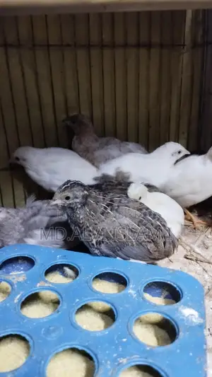 King Quail for Sale