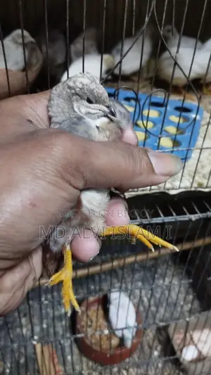 King Quail for Sale