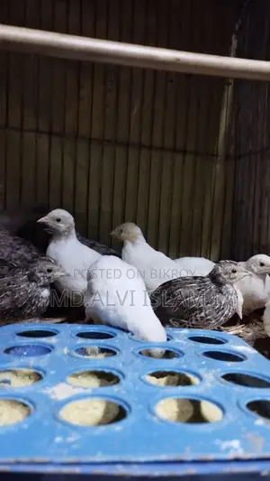 King Quail for Sale