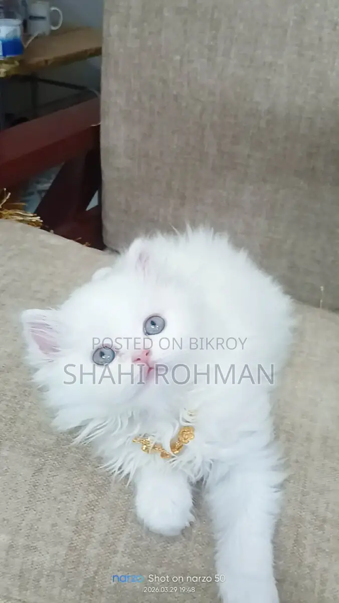 Persian Cat Kitten