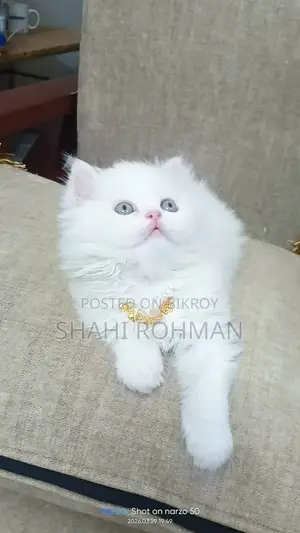 Persian Cat Kitten