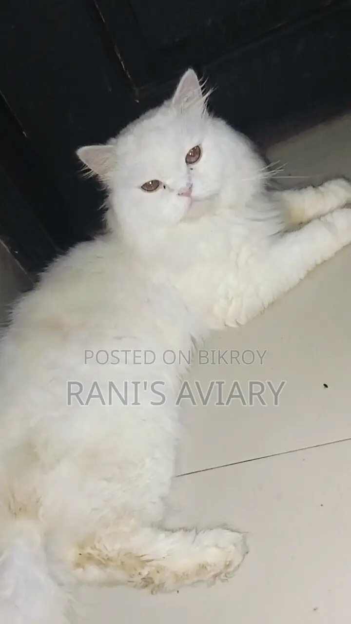 Persian Adult Male Females Available