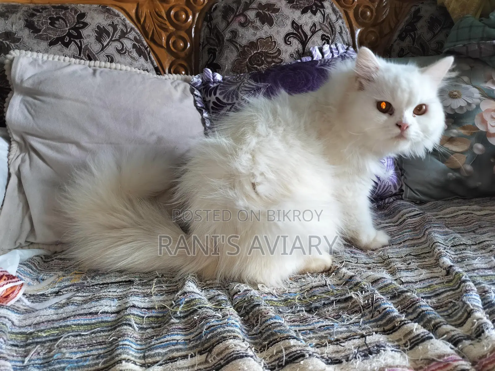 Persian Adult Male Females Available