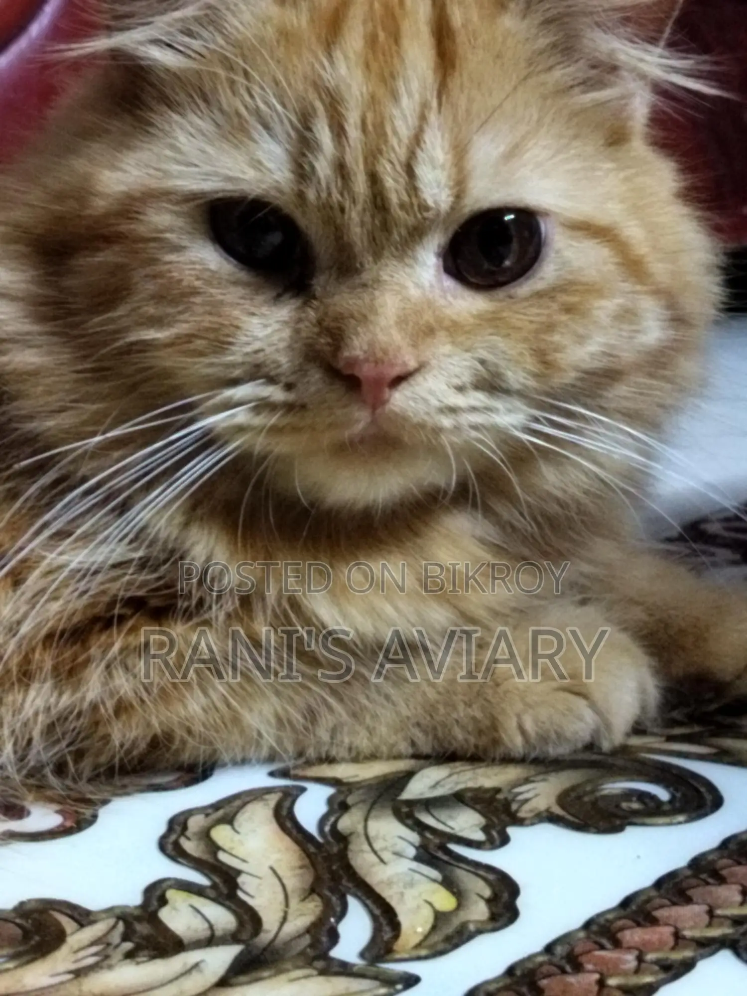 Persian Adult Male Females Available