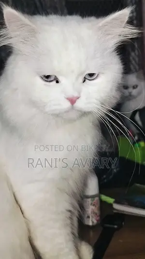 Persian Adult Male Females Available