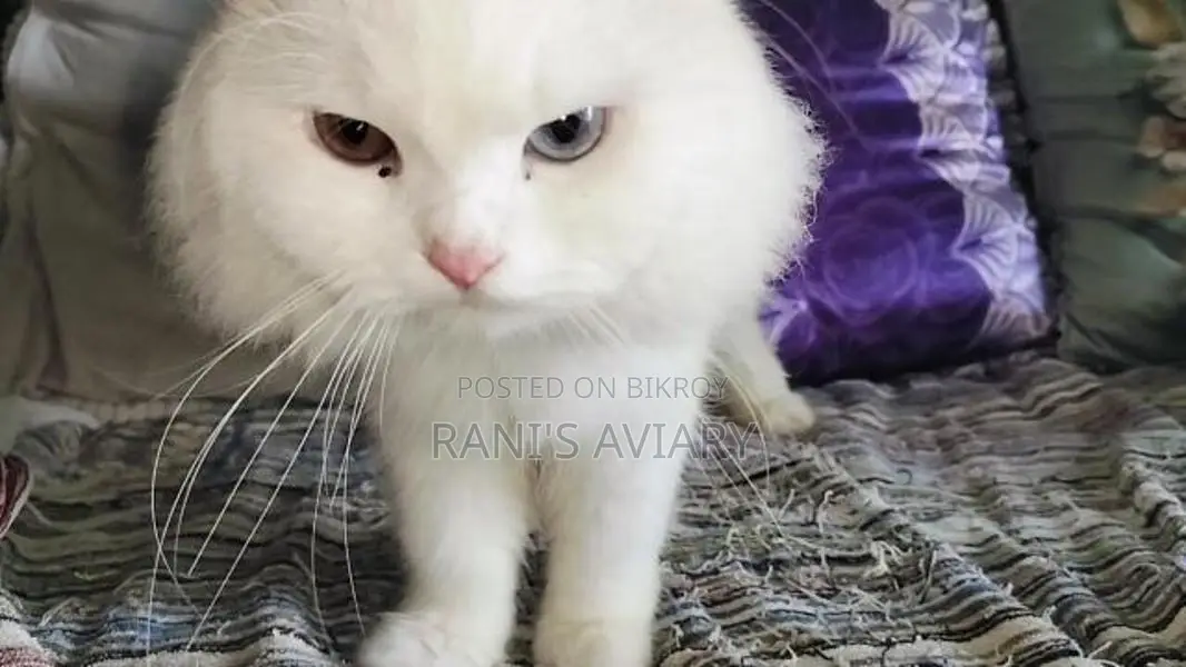 Persian Adult Male Females Available
