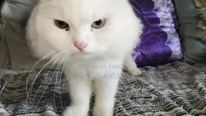 Persian Adult Male Females Available