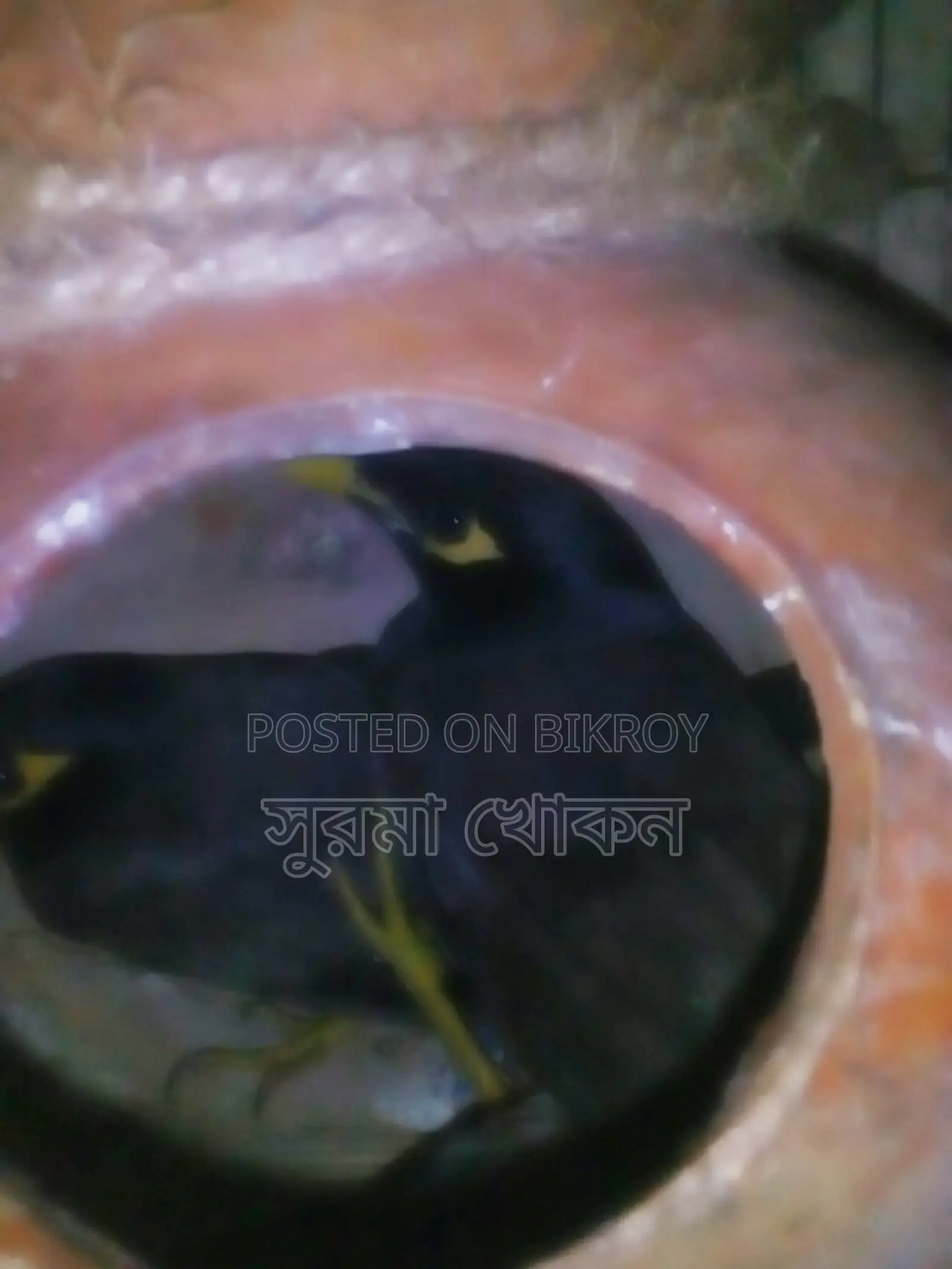 দুই জোড়া রানিং পাখি বিক্রি করা হবে