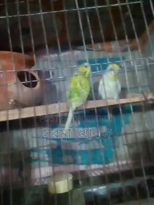 দুই জোড়া রানিং পাখি বিক্রি করা হবে