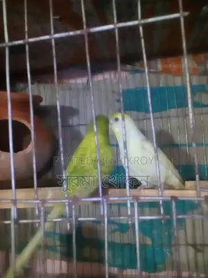দুই জোড়া রানিং পাখি বিক্রি করা হবে
