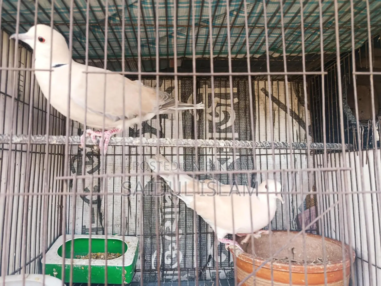 Running pair of doves