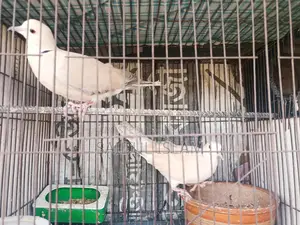 Running pair of doves