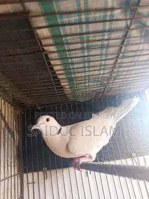 Running pair of doves