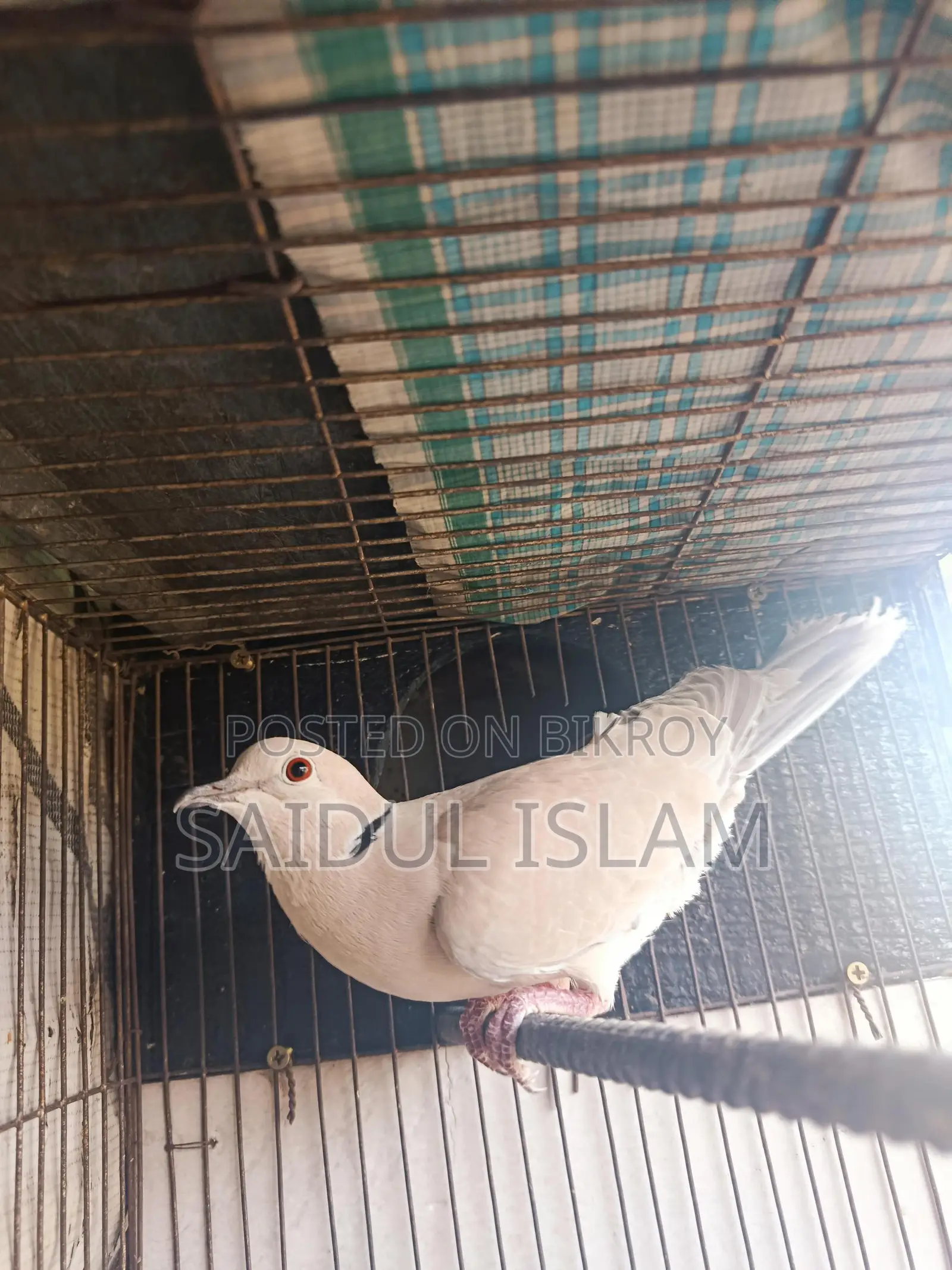 Running pair of doves