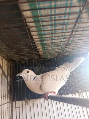Running pair of doves