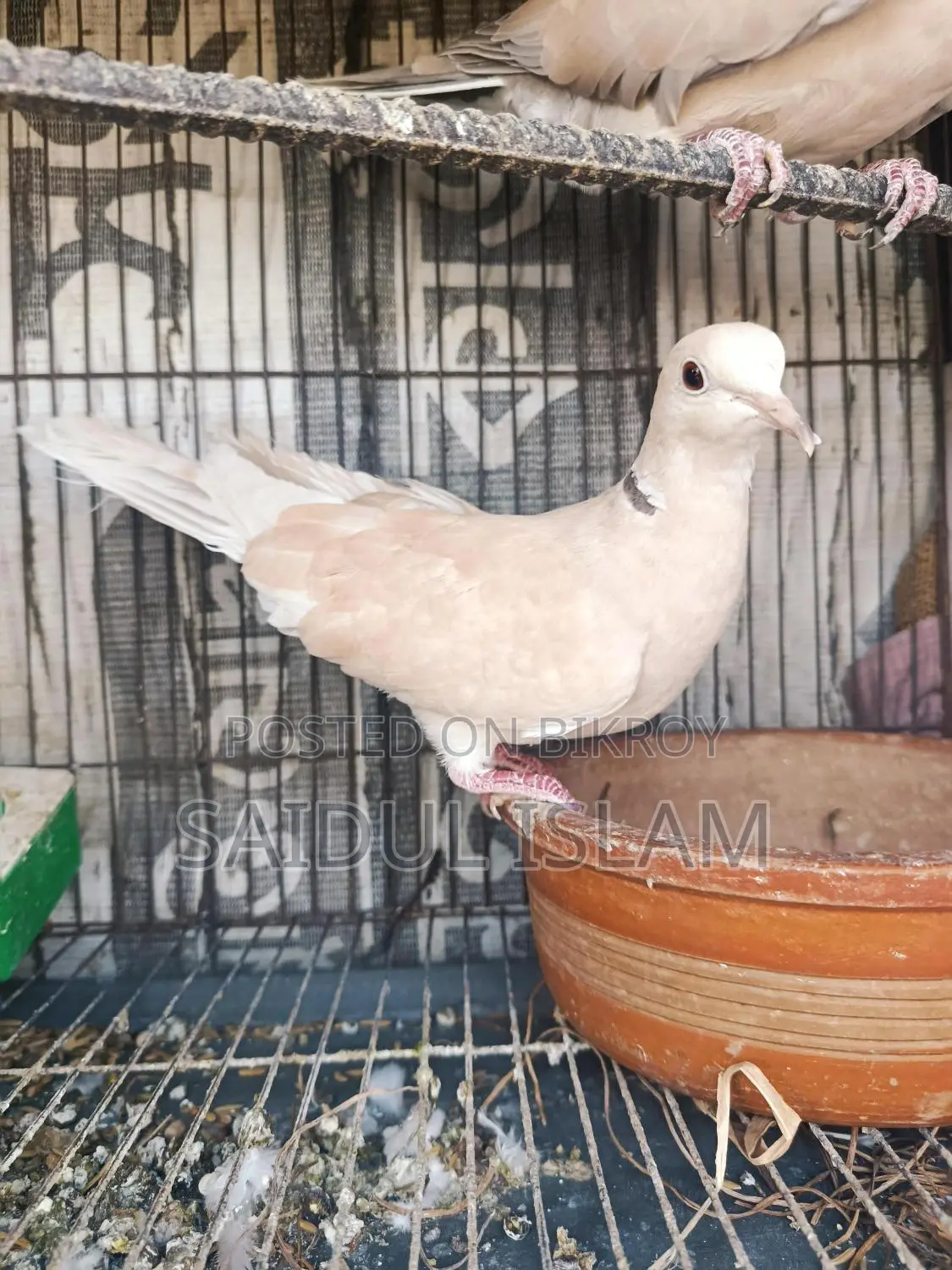 Running pair of doves