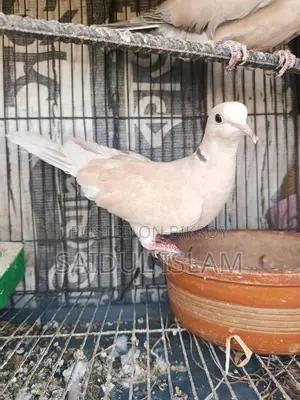 Running pair of doves