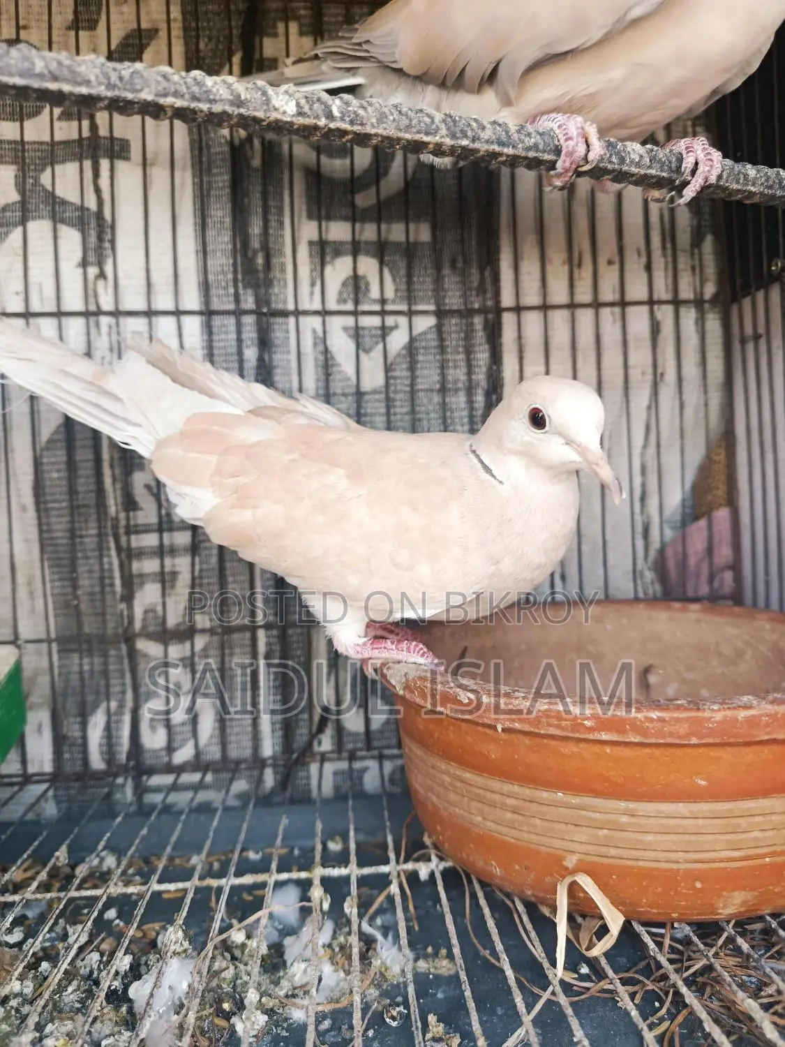 Running pair of doves