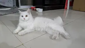 পার্সিয়ান অড আই