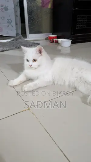 পার্সিয়ান অড আই