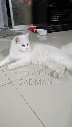 পার্সিয়ান অড আই