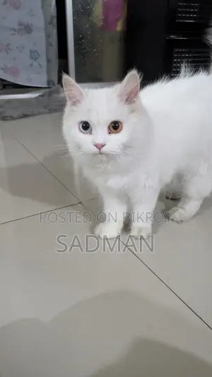 পার্সিয়ান অড আই