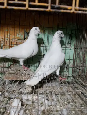 সাদা জোরা ও সবুজ দোবাজ নর