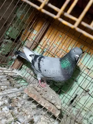 সাদা জোরা ও সবুজ দোবাজ নর
