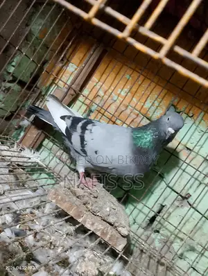 সাদা জোরা ও সবুজ দোবাজ নর