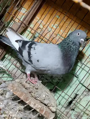 সাদা জোরা ও সবুজ দোবাজ নর