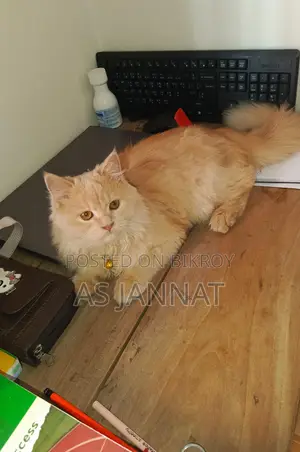 Traditional Persian Loving Cat