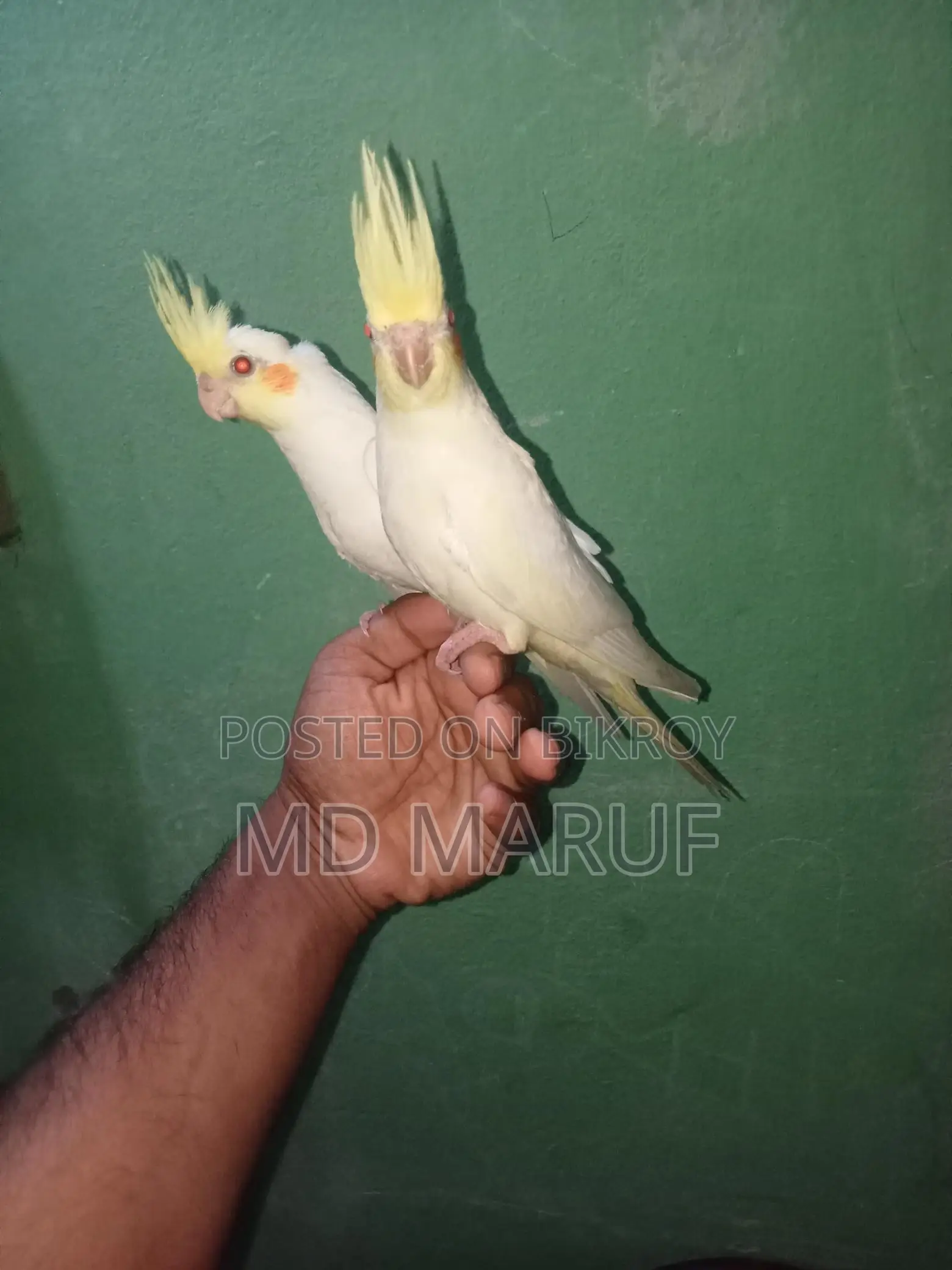 Cockatiel Baby