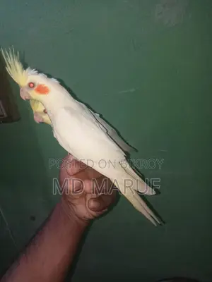 Cockatiel Baby