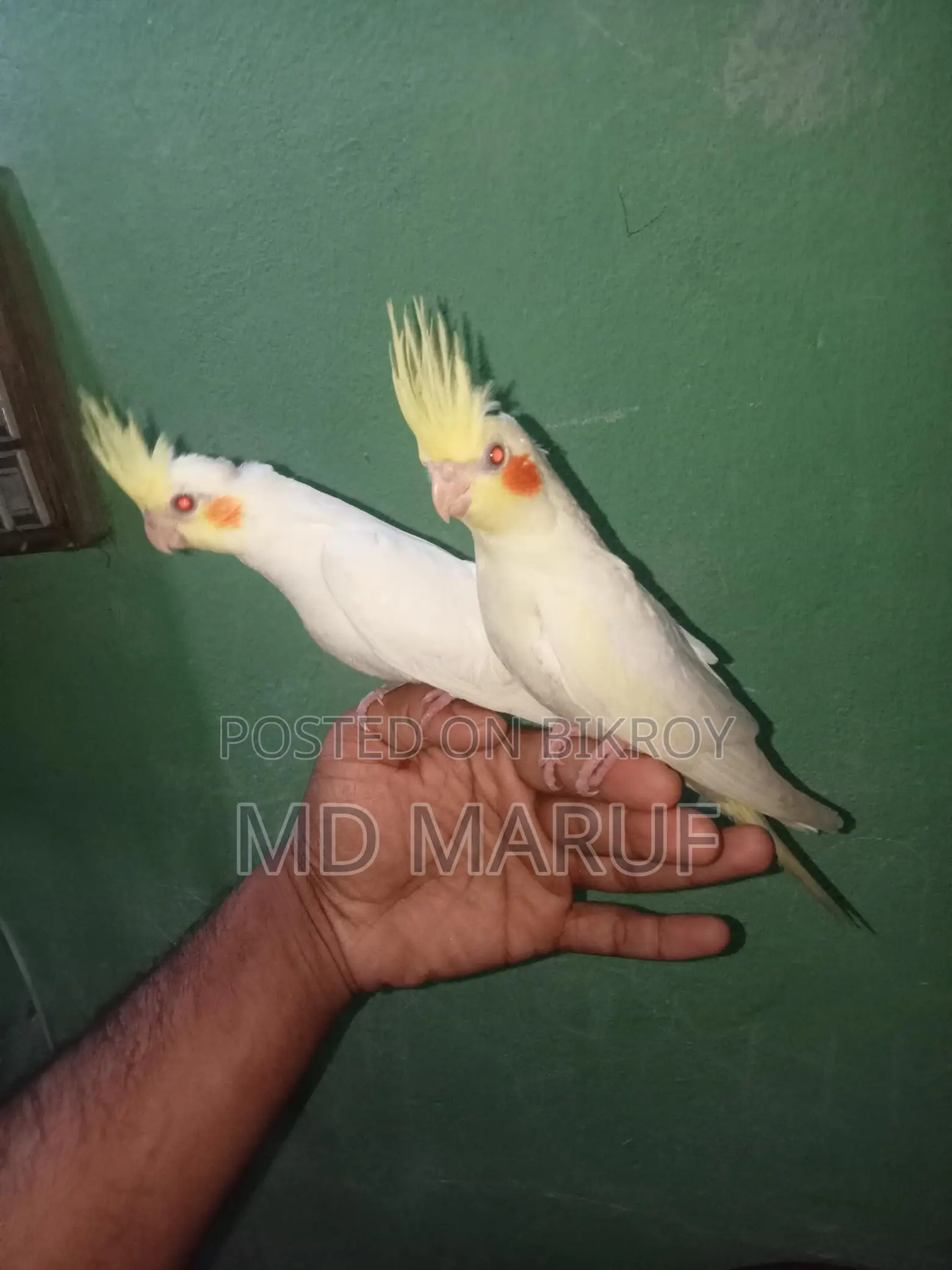 Cockatiel Baby