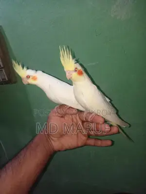 Cockatiel Baby