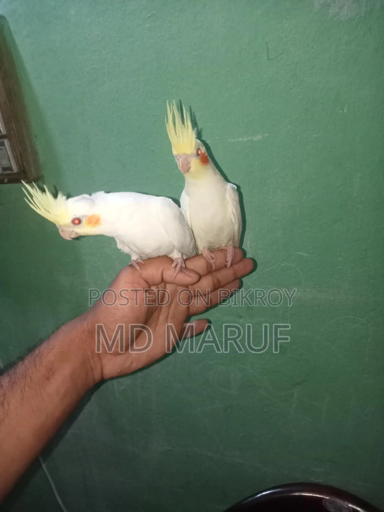 Cockatiel Baby