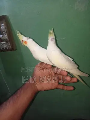 Cockatiel Baby