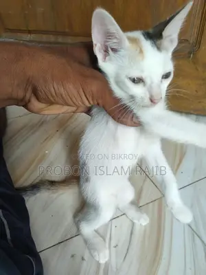বিড়াল খুব ভালো