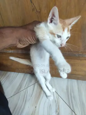 বিড়াল খুব ভালো