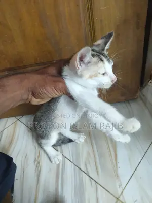 বিড়াল খুব ভালো