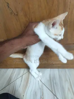 বিড়াল খুব ভালো