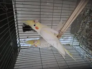 এক জোড়া মাস্টার পেয়ার লুটিনো ককাটেল সেল হবে