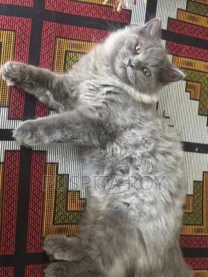 Persian Cat
