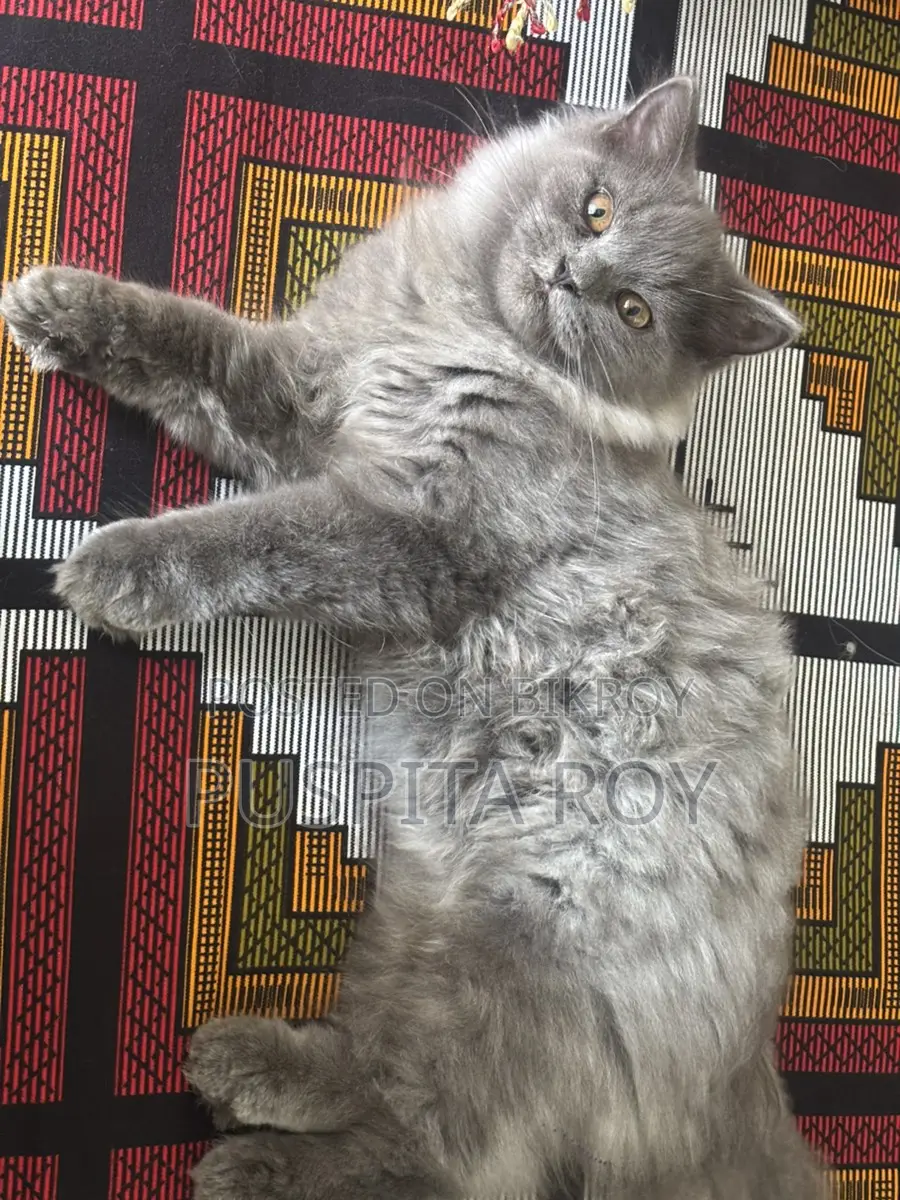 Persian Cat