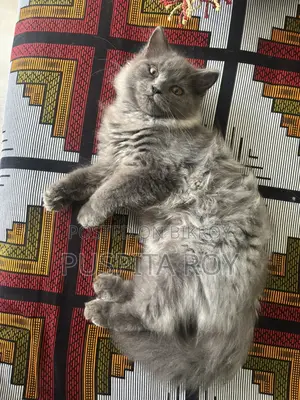 Persian Cat