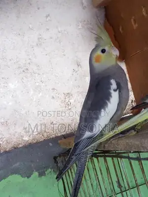 Cockatiel Female