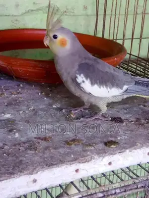 Cockatiel Female