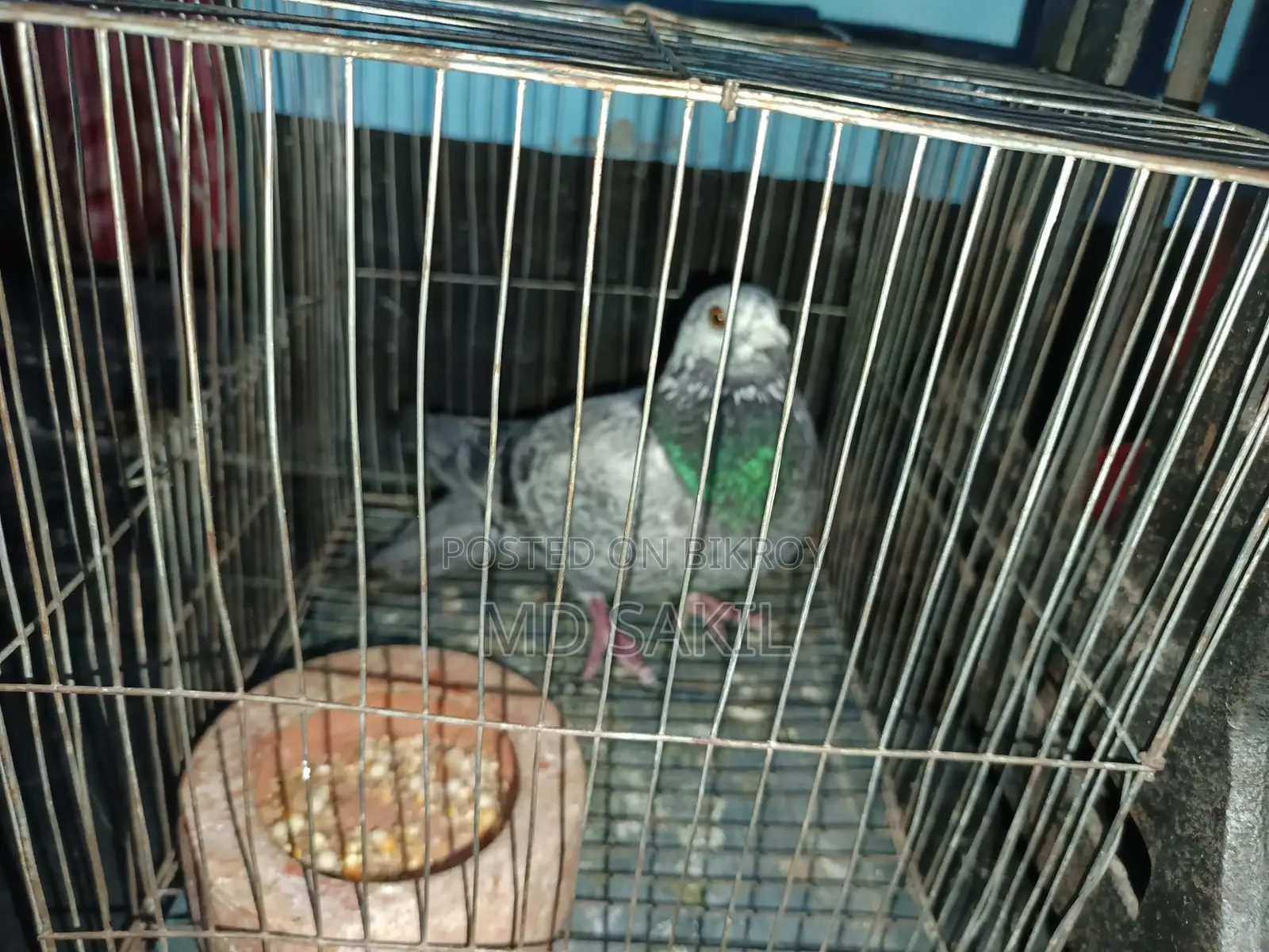 Grizzle Pigeon for Sale
