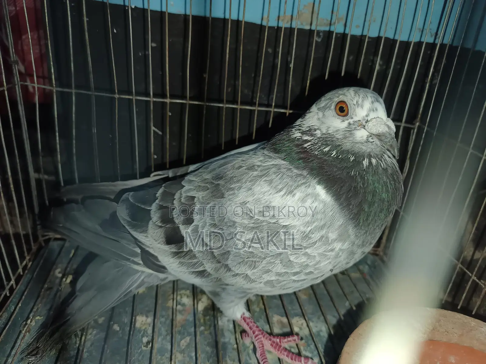 Grizzle Pigeon for Sale