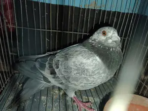 Grizzle Pigeon for Sale